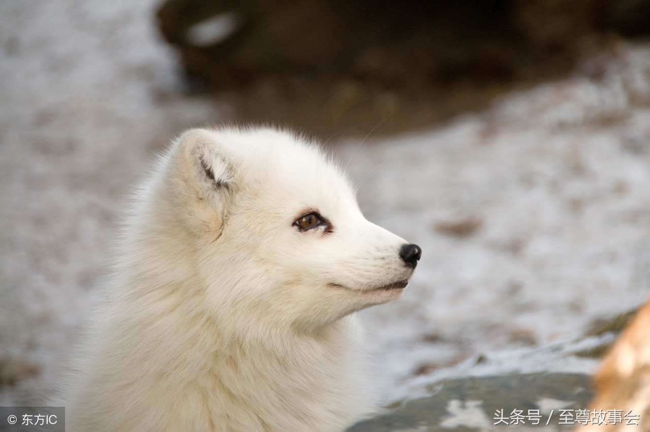 民间故事刘半仙擒妖记,刘半仙幕后故事