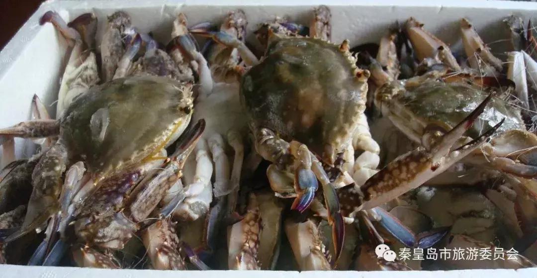秦皇岛海鲜批发市场哪里最便宜,秦皇岛冬季海鲜去哪买最便宜