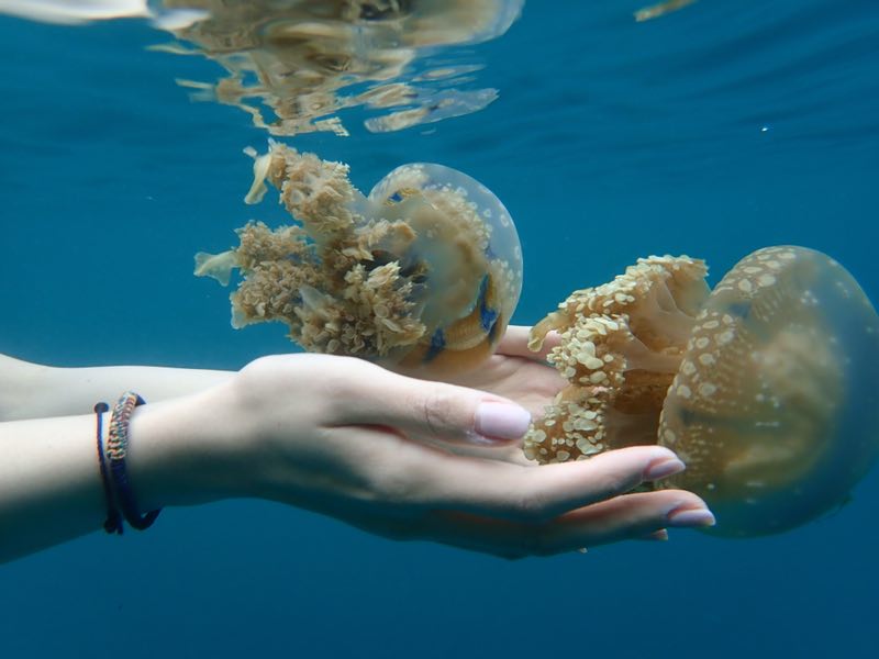 距离中国4小时的落地签海岛国家帕劳怎么玩?果冻的蓝色大海!