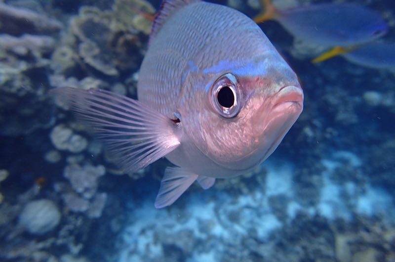 距离中国4小时的落地签海岛国家帕劳怎么玩?果冻的蓝色大海!