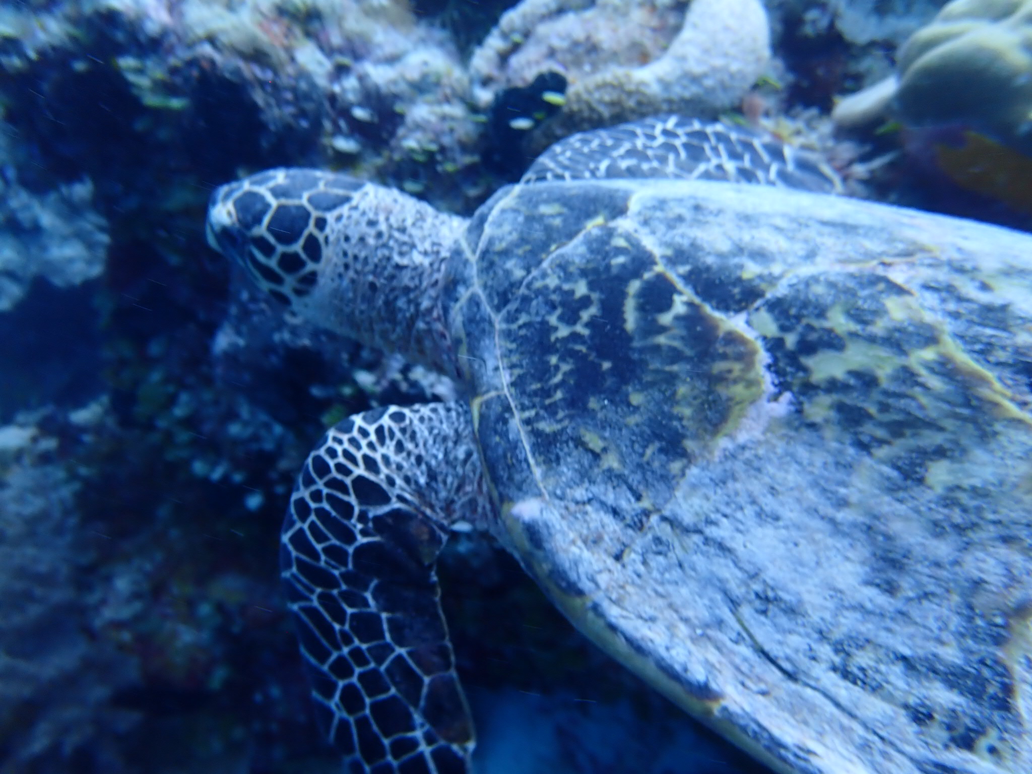 距离中国4小时的落地签海岛国家帕劳怎么玩?果冻的蓝色大海!