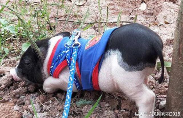 还有这种操作——宿舍养“猪猪侠”？你有在寝室养过什么动物么？