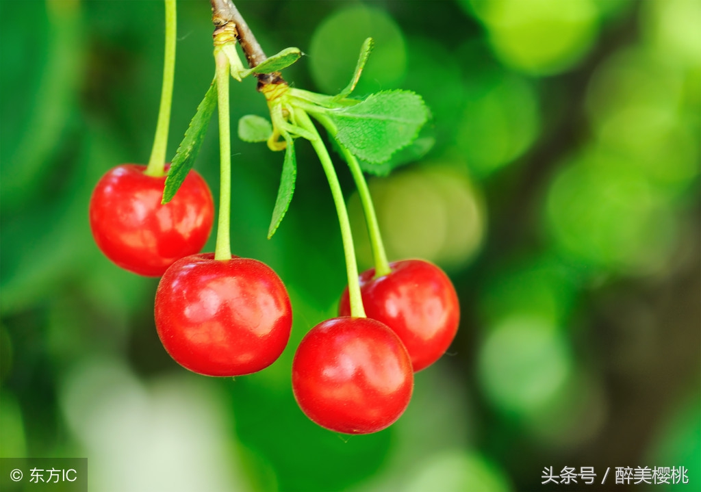 樱桃成熟就烂用什么药,樱桃成熟就烂是怎么回事