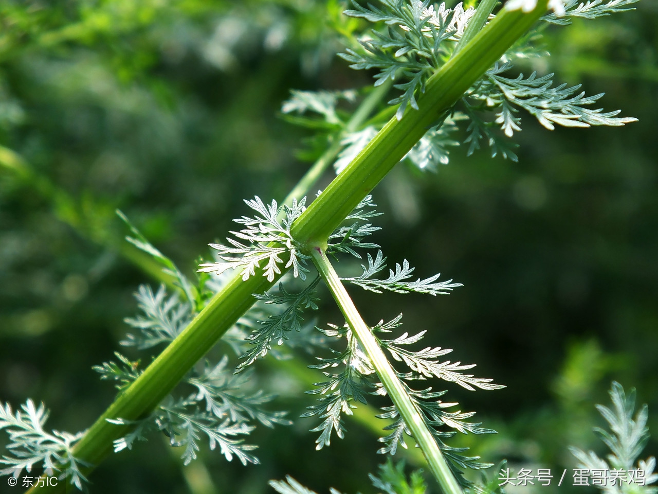 养鸡妙招驱虫小视频,春季养鸡驱虫方法有哪些