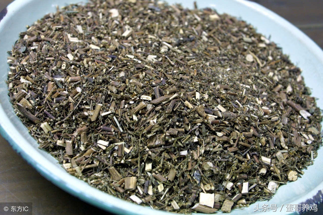 养鸡秘诀:老兽医总结夏季鱼腥草的三个巧用方,养鸡人收藏一下吧