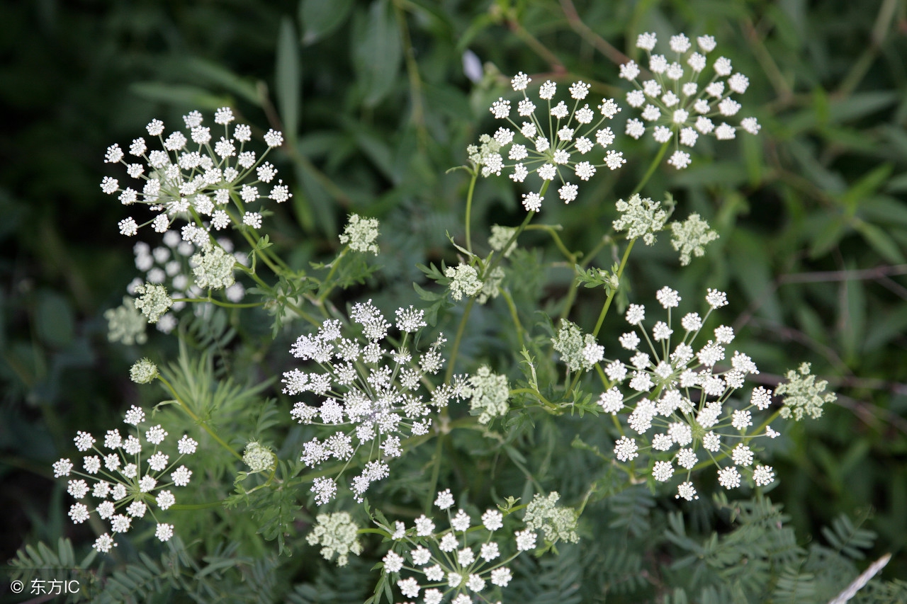 发现滋补中药材:“蛇床子”平喘,祛风,杀虫,建议收藏