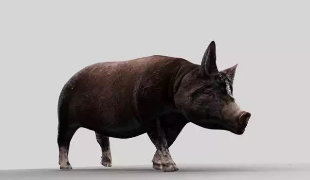 生肖配对上等婚,生肖合婚最佳属相搭配表