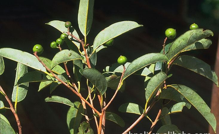 对于一心一意想要传染感冒给你的人，该怎么办？