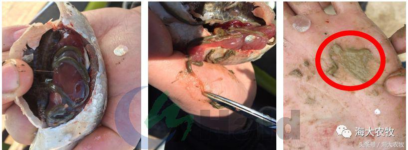 三伏天鱼吃什么饲料最好,微型鱼吃什么饲料最好