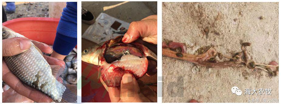 三伏天鱼吃什么饲料最好,微型鱼吃什么饲料最好