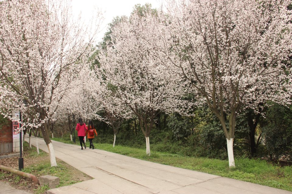 我的母校，位于四川绵阳得西南科技大学，那些迷人得景色