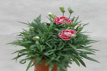 康乃馨可以吃吗,康乃馨可以生吃吗