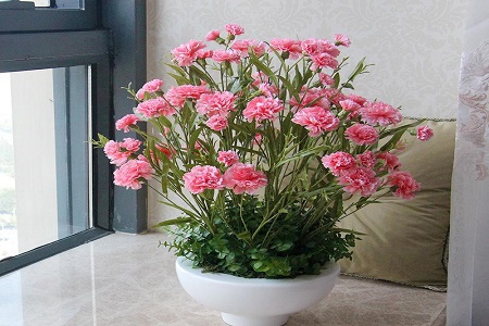 康乃馨可以吃吗,康乃馨可以生吃吗