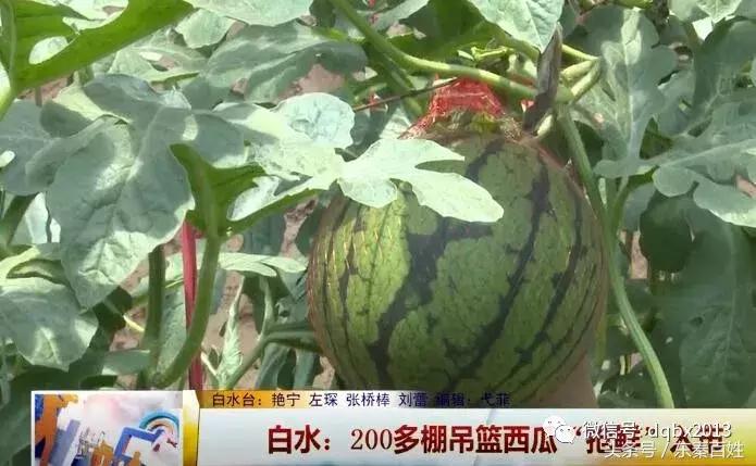 白水甜瓜基地交易市场,吊篮西瓜收购价格