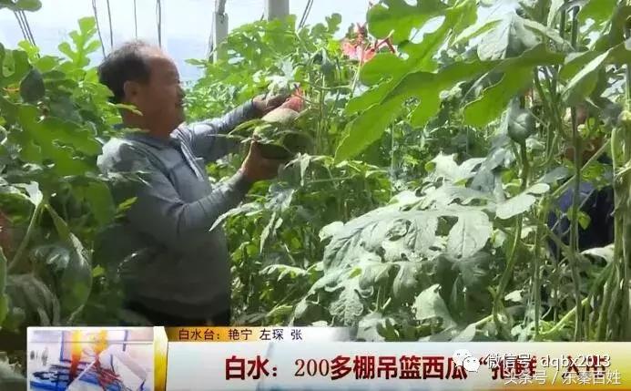 白水甜瓜基地交易市场,吊篮西瓜收购价格