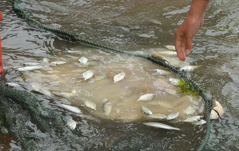 人真多！要挤爆金滩了，防城港再一次嗨翻了！