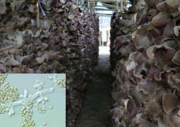 黑木耳菌怎么处理,黑木耳菌包绿霉处理方法