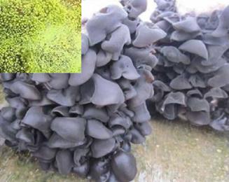 黑木耳菌怎么处理,黑木耳菌包绿霉处理方法