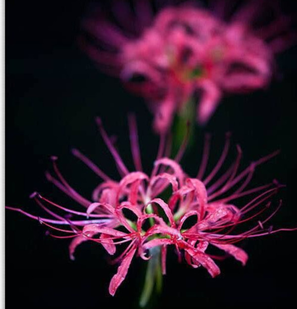 爱情很短叹息很长,爱情很短叹息很长谁写的