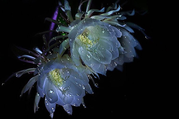 爱情很短叹息很长,爱情很短叹息很长谁写的