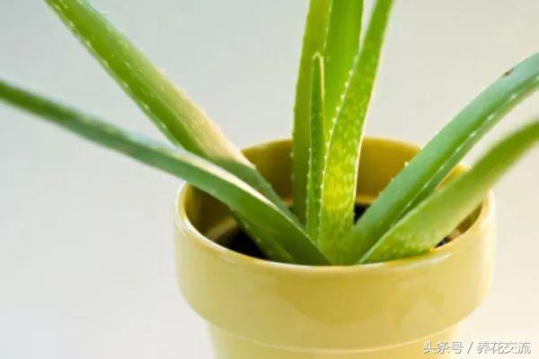 在室内养花什么花最好养,家庭养花有哪些花卉