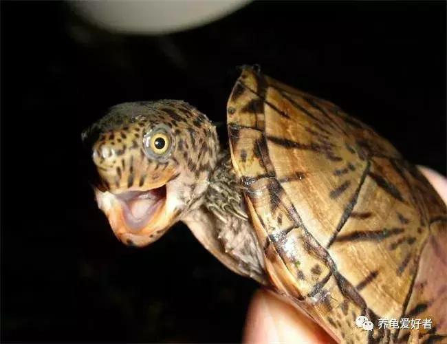 小花龟断尾了要干养吗,龟断尾的处理方法