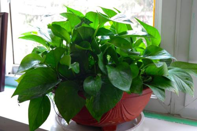 绿萝黄叶，斑块咋回事？快来洗洗根，黄叶3天绿回来