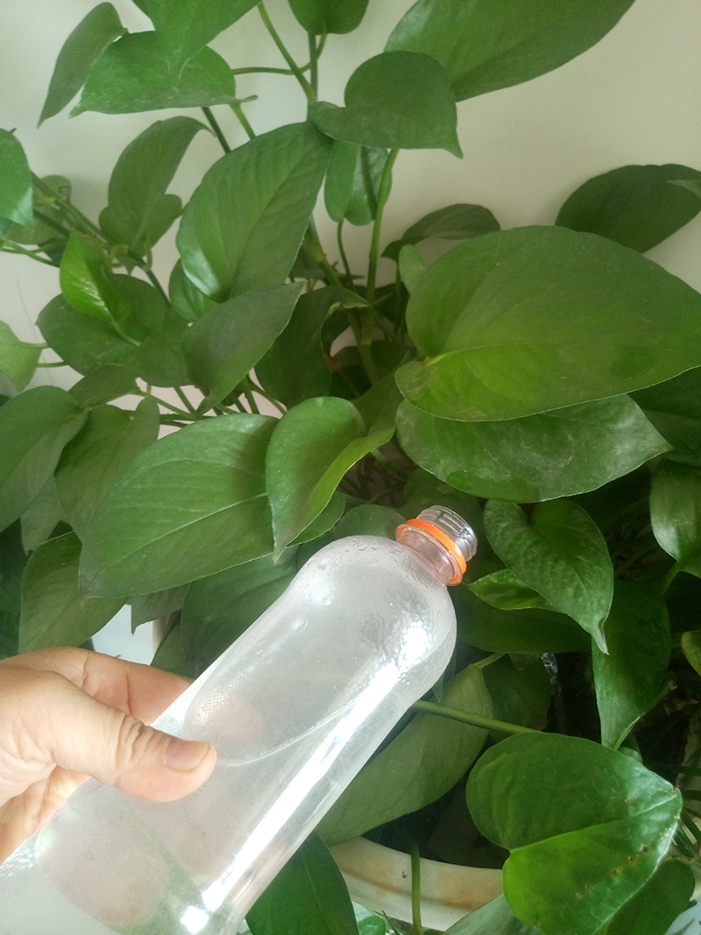 绿萝黄叶，斑块咋回事？快来洗洗根，黄叶3天绿回来