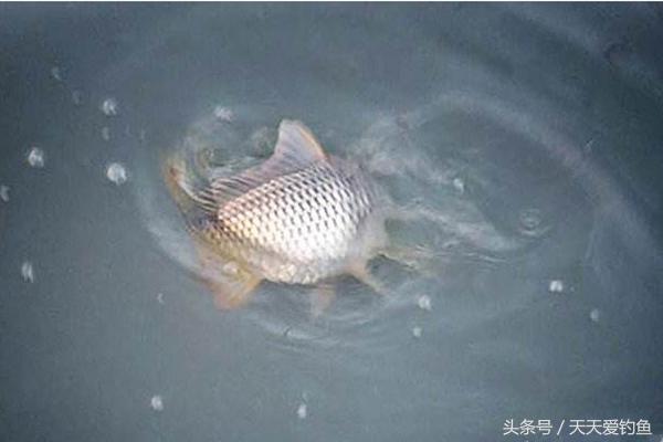 钓鱼原塘颗粒和商品饵哪个好用,钓鱼遇到鱼怎么处理饵料