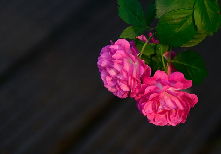 满院蔷薇一架香诗句,满架蔷薇一院香的古诗