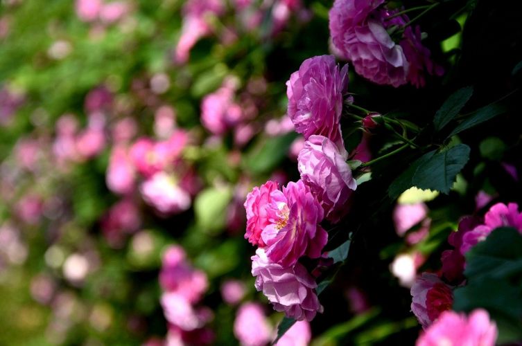 满院蔷薇一架香诗句,满架蔷薇一院香的古诗