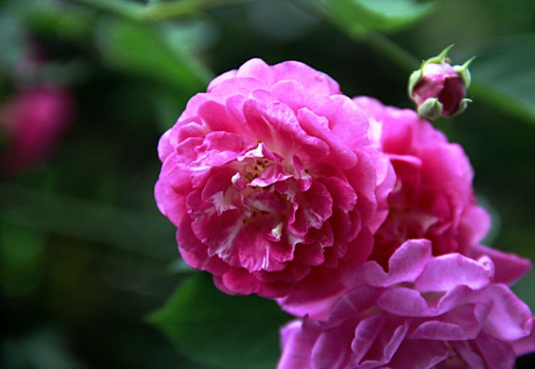 满院蔷薇一架香诗句,满架蔷薇一院香的古诗