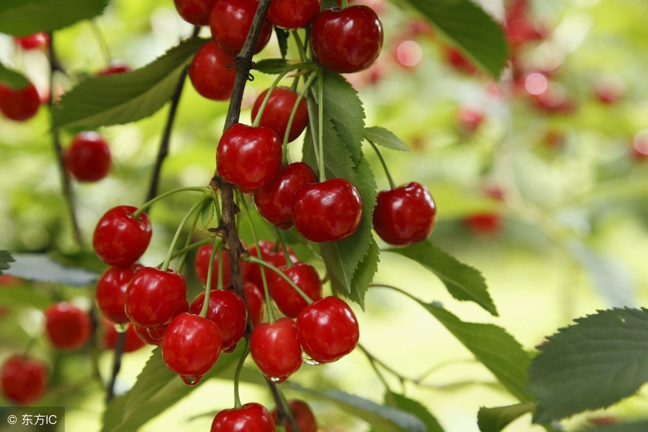 樱桃代表珍惜图片,樱桃有珍惜的寓意吗