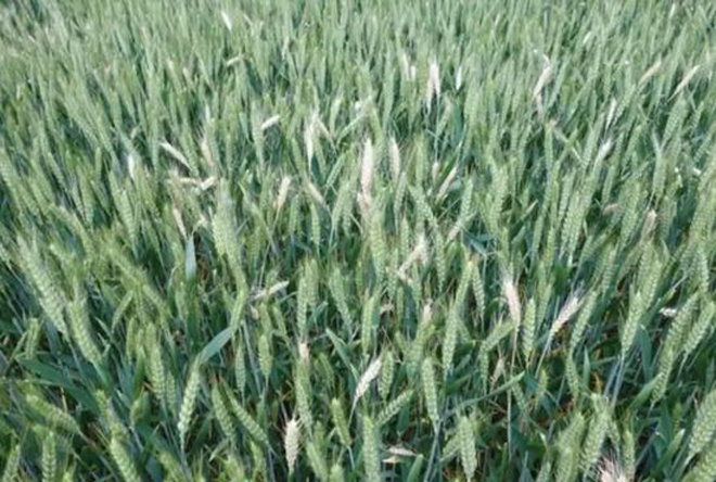 小麦出现“白穗”是哪些原因导致的？用什么药剂能防治？