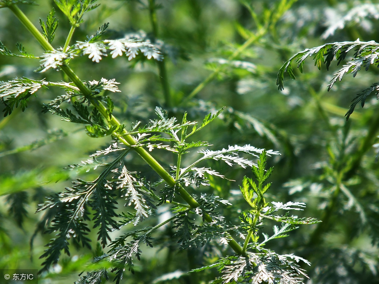 鸿茅药酒是中医药吗,鸿茅药酒方子的由来