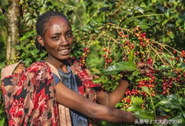 巴西的咖啡最出名吗?非洲的咖啡最好喝吗?