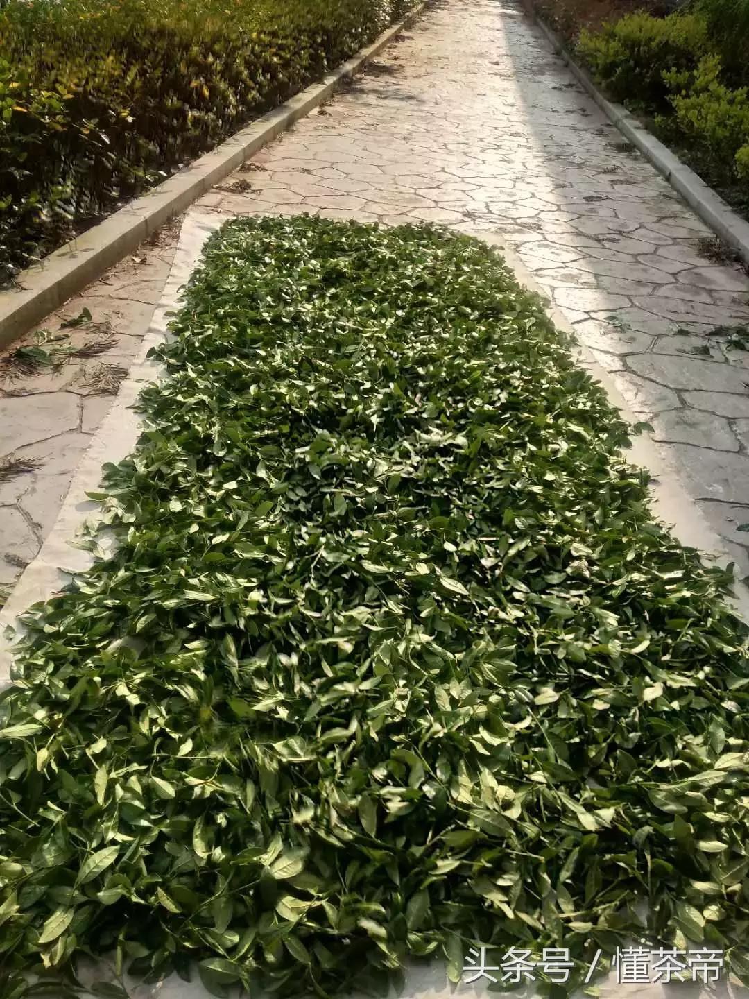 世博会含金量,巴拿马金奖坦洋红茶