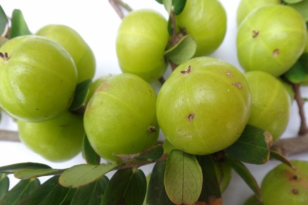 余甘子这种果实可以吃吗,余甘子野果介绍