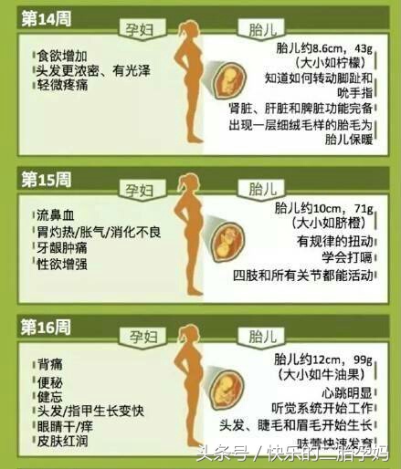 胎儿发育与孕妈变化,怀孕1到3个月胎儿的变化