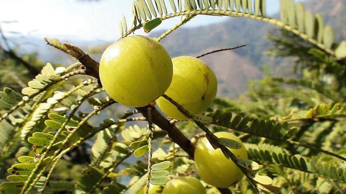 余甘子这种果实可以吃吗,余甘子野果介绍