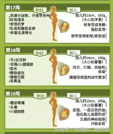 胎儿发育与孕妈变化,怀孕1到3个月胎儿的变化