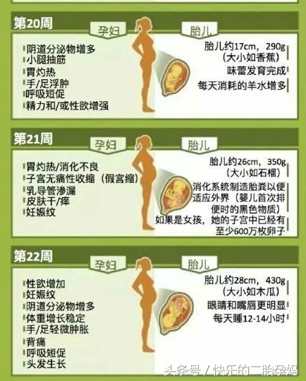 胎儿发育与孕妈变化,怀孕1到3个月胎儿的变化