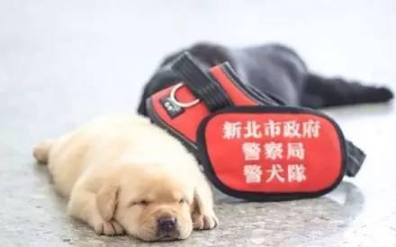 小警犬日常训练,小警犬的训练日常