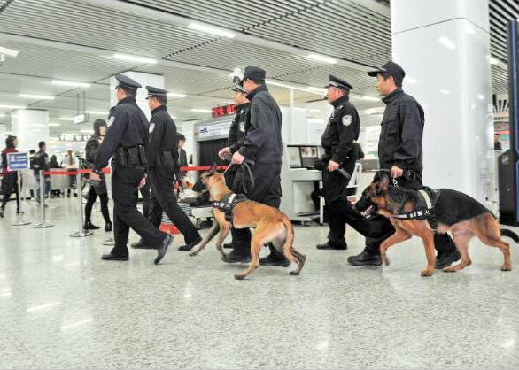 小警犬日常训练,小警犬的训练日常