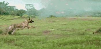 小警犬日常训练,小警犬的训练日常