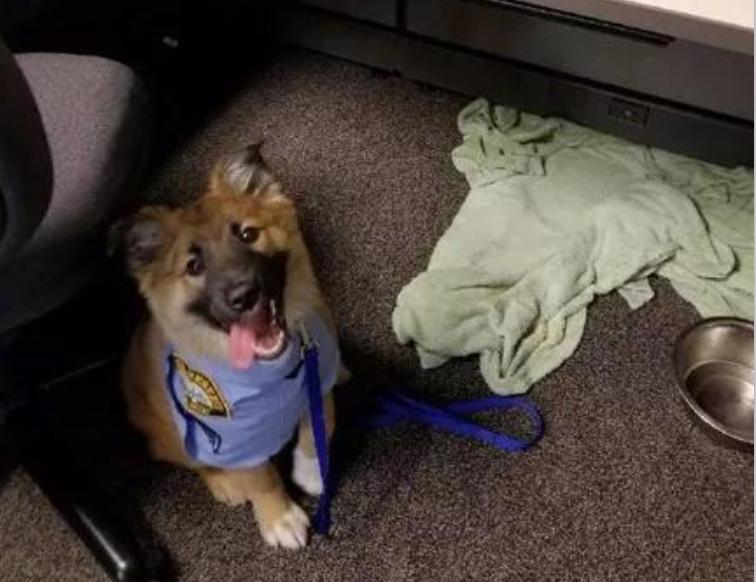 小警犬日常训练,小警犬的训练日常