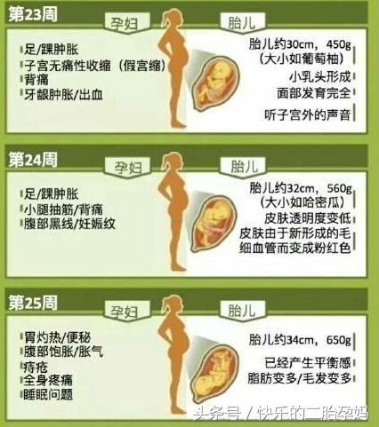 胎儿发育与孕妈变化,怀孕1到3个月胎儿的变化