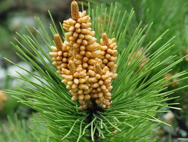 破壁蜂花粉和一般花粉有什么区别,便宜花粉和贵的花粉有什么区别