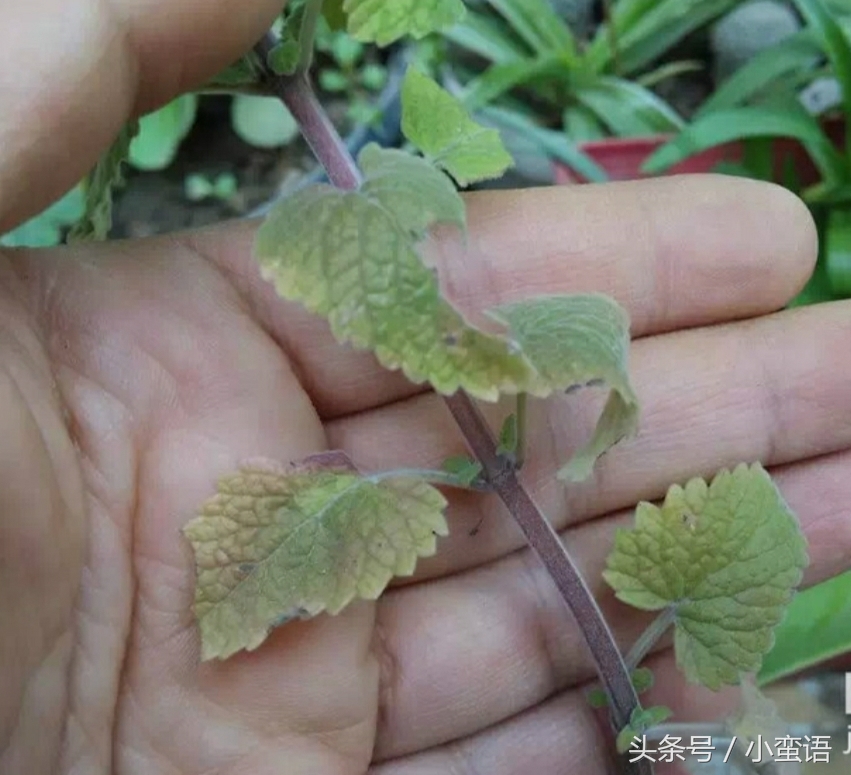 有哪些驱蚊植物适合在庭院,好种又能驱蚊的庭院植物