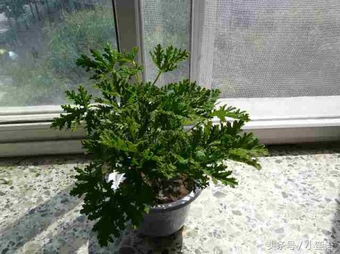 有哪些驱蚊植物适合在庭院,好种又能驱蚊的庭院植物